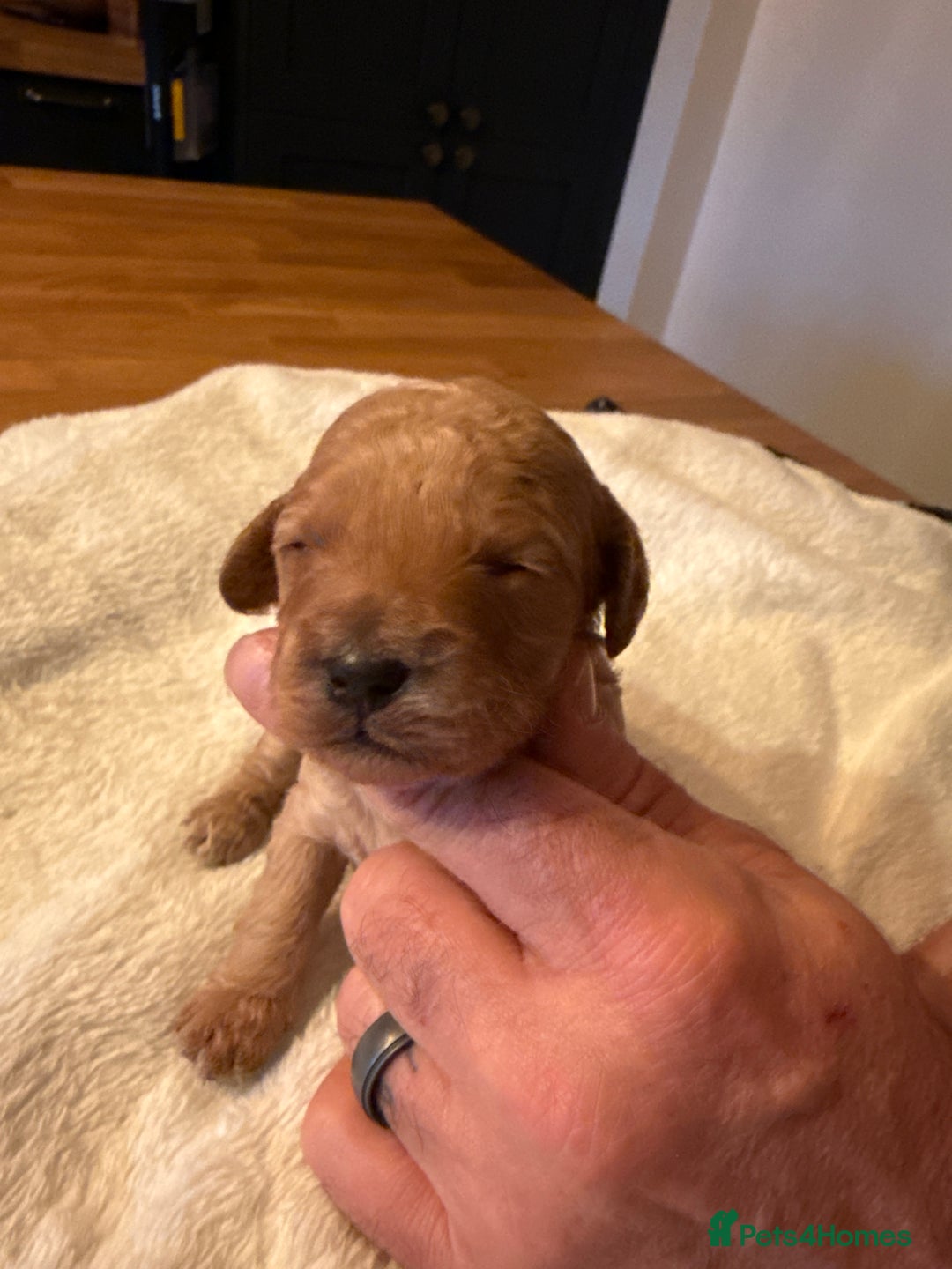 Cockapoo dogs for sale: Beautiful f2 cockapoos puppies 5 girls 3 boys  - Advert 9
