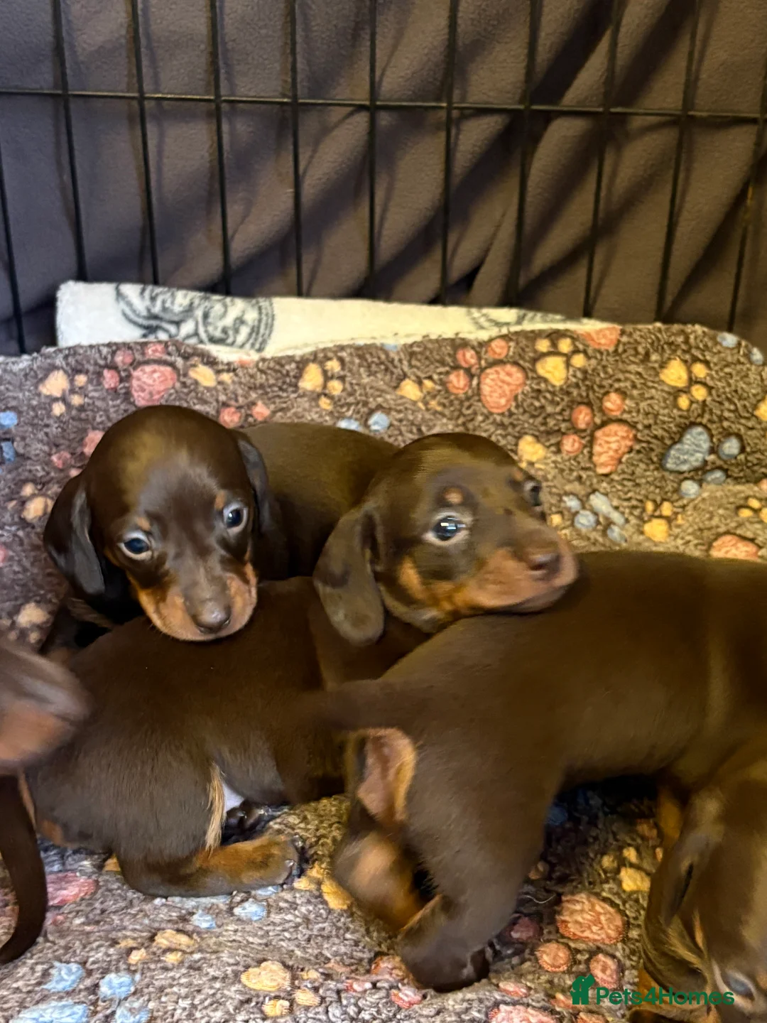 Miniature Dachshund dogs for sale: Stunning miniature dachshunds - Advert 6
