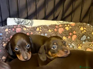 Miniature Dachshund dogs Stunning miniature dachshunds - Advert 14