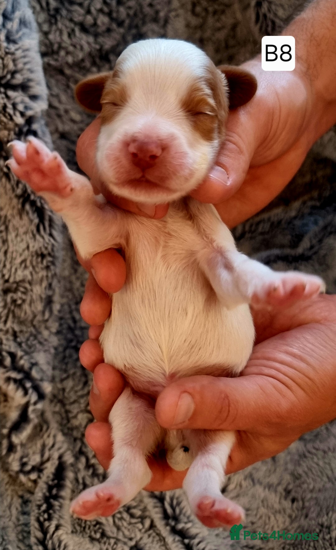 Cocker Spaniel dogs for sale: Stunning Working Cocker Spaniel Pups F1B  - Image 25