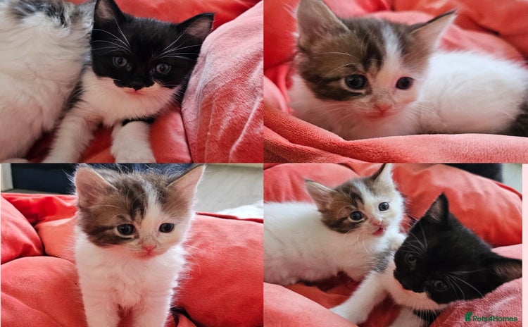 Mixed Breed cats - Advert 6