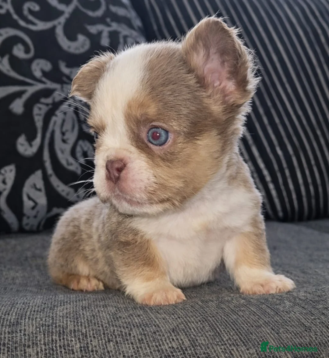 French Bulldog dogs for sale: Beautiful kc fluffy panda french bulldogs - Advert 1