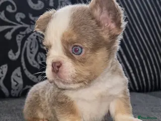 French Bulldog dogs Beautiful kc fluffy panda french bulldogs - Advert 1