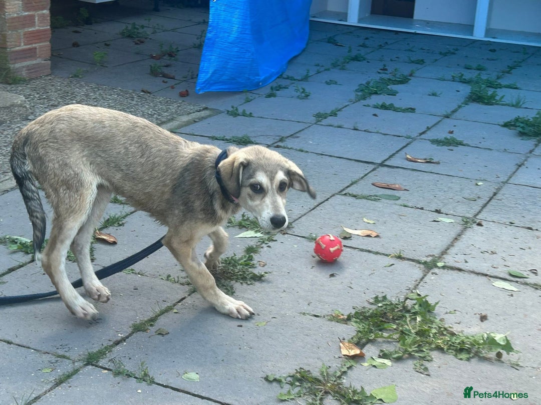 Mixed Breed dogs for adoption: Iris - Norwich Norfolk  - Image 8