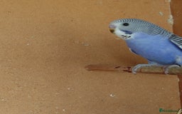 Budgerigars birds for sale: Budgerigars For sale 3 x Violet & 1 x Blue - Advert 2