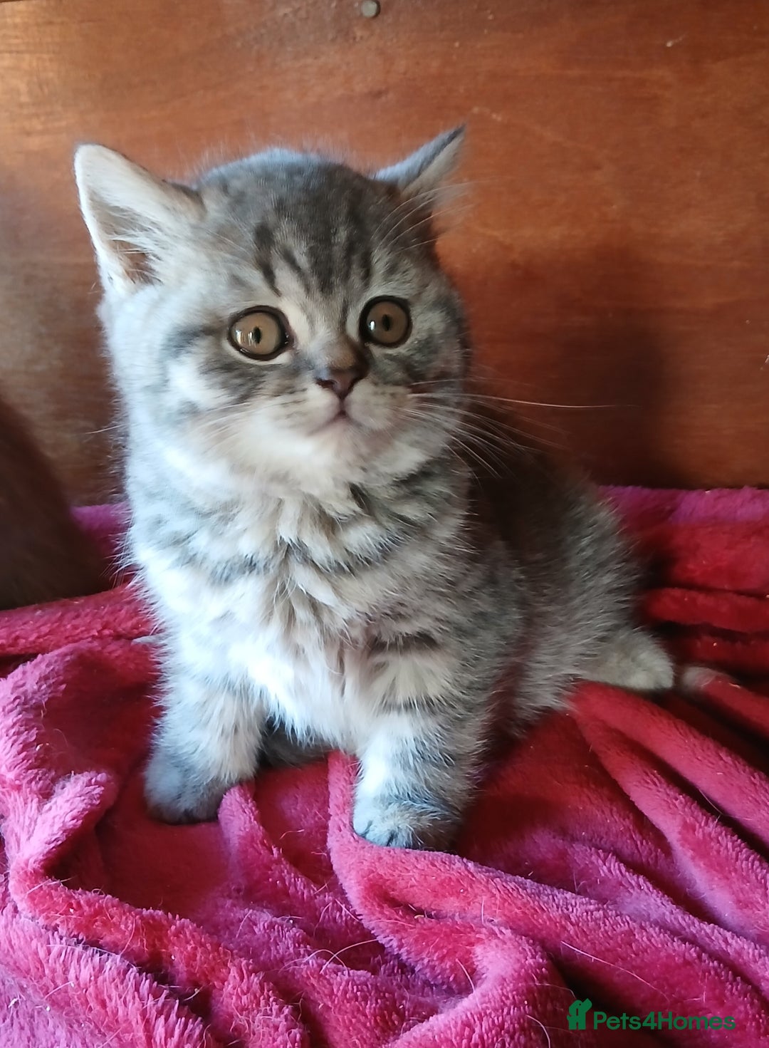 British Shorthair cats for sale: Beautiful British Shorthaired female kitten  - Advert 2
