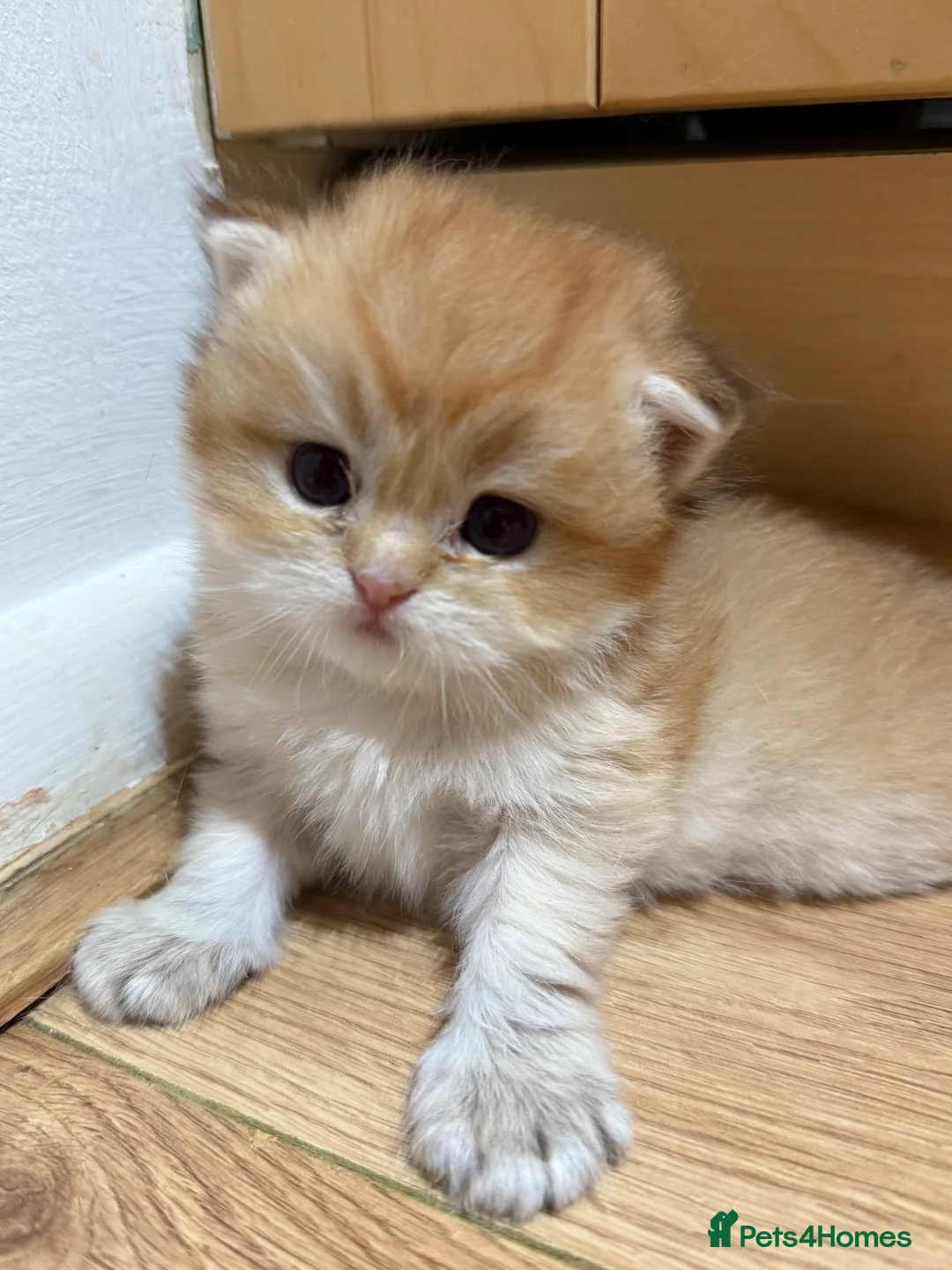 British Longhair cats for sale: GCCF reg BLH Last Chocolate Golden Male Kitten - Advert 10