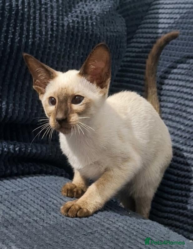 Siamese cats Chocolate Point Siamese Kitten - Advert 11