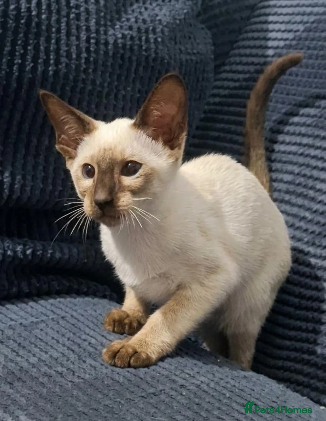 Siamese cats for sale: Chocolate Point Siamese Kitten - Advert 1