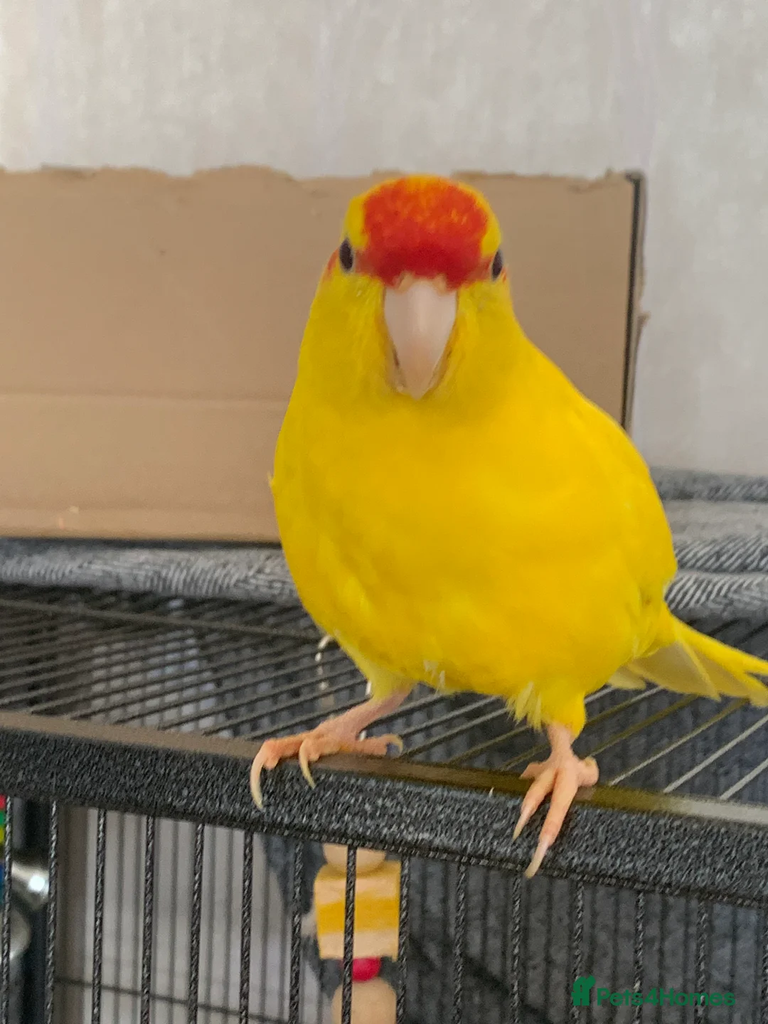 Parakeets birds for sale: 2 male and 1 female Kakariki parakeets  - Advert 4