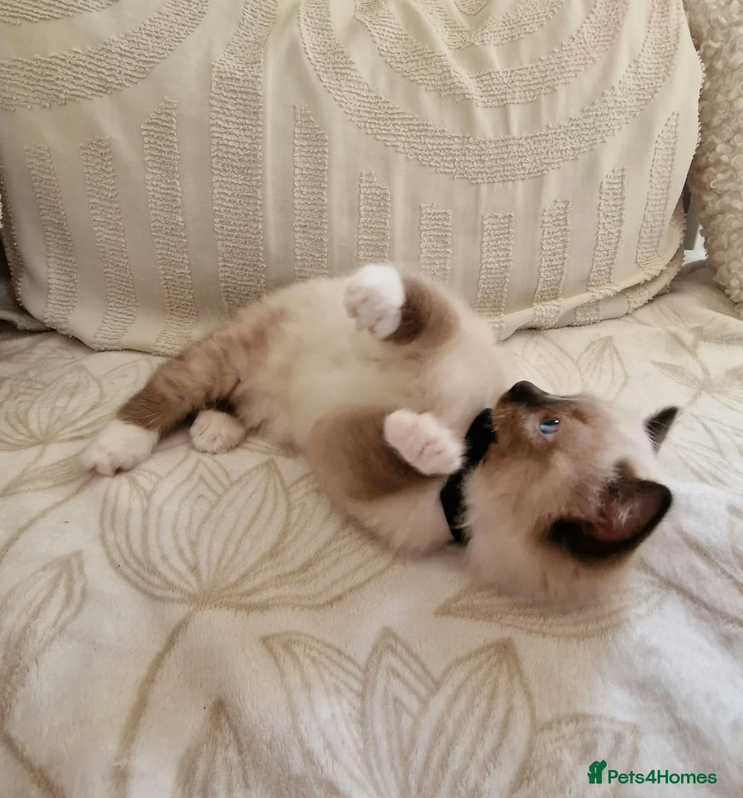 Ragdoll cats for sale: Adorable Ragdoll Kittens Looking For A New Home - Advert 34