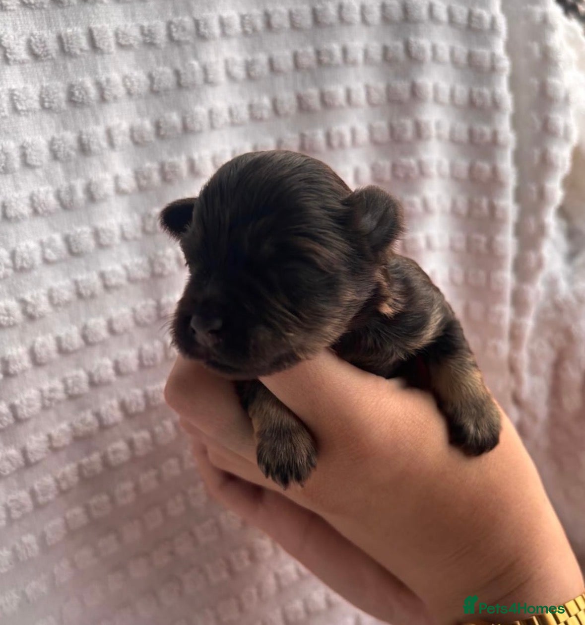 Miniature Schnauzer dogs KC Mini Schnauzer Choc ,Black,Choc/Tan. BVA H/T  - Advert 15