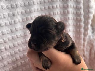 Miniature Schnauzer dogs KC Mini Schnauzer Choc ,Black,Choc/Tan. BVA H/T - Advert 4