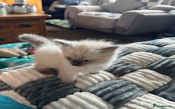 Ragdoll cats for sale: Adorable Ragdoll baby’s  - Image 21