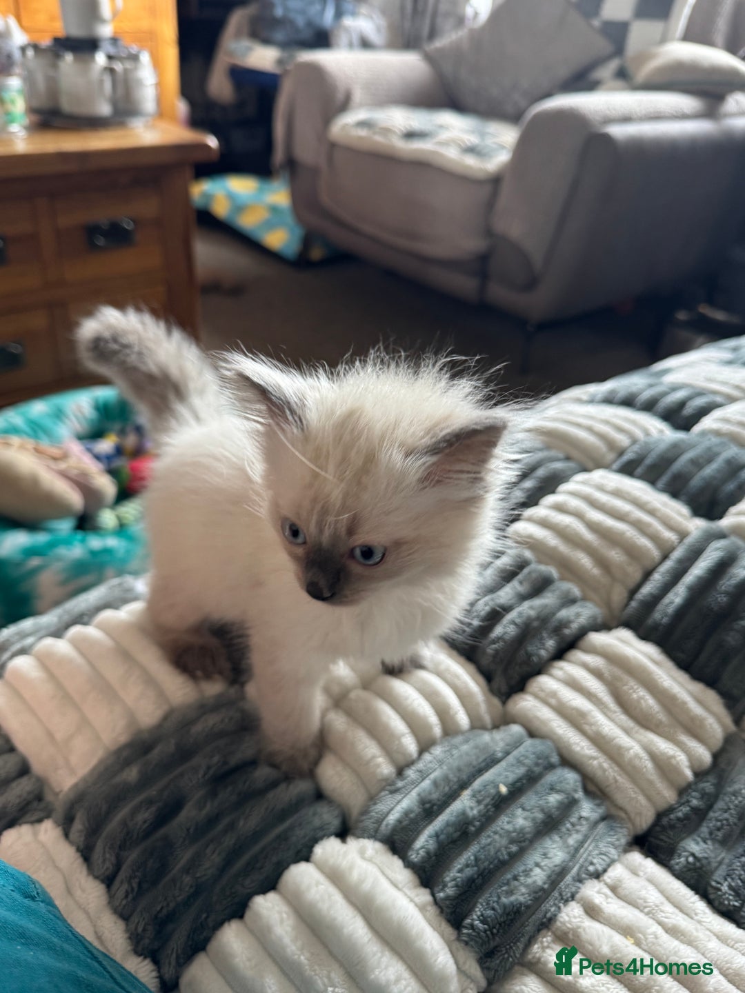 Ragdoll cats for sale: Adorable Ragdoll baby’s  - Image 21