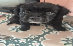 Mixed Breed dogs for sale: 17 week girl Callie  - Image 3