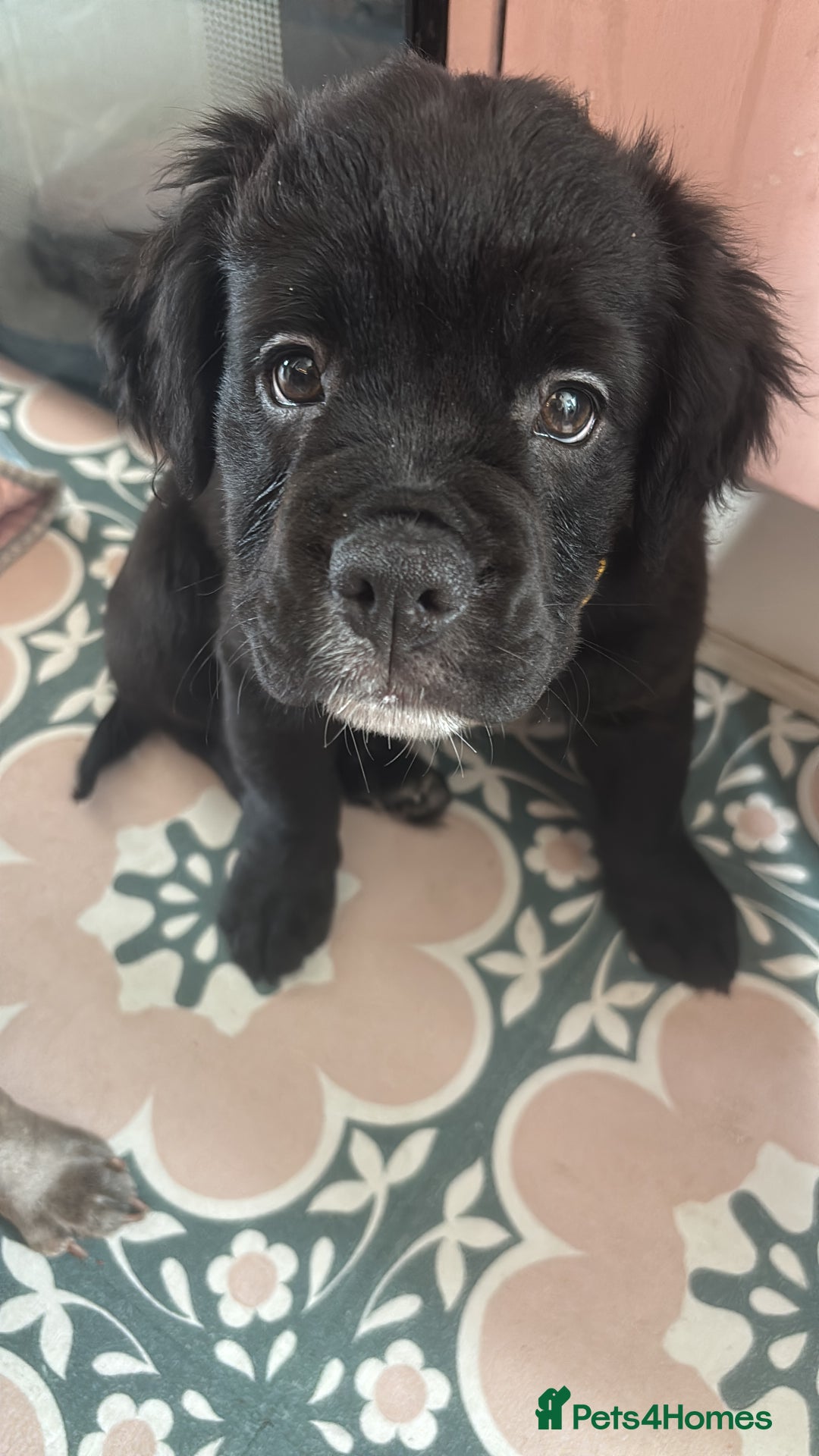 Mixed Breed dogs for sale: 17 week girl Callie  - Image 3