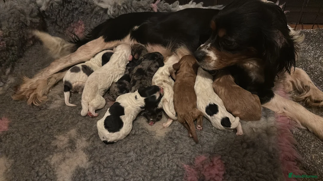 Cavapoo dogs for sale: F1 Cavapoo puppies  - Advert 2