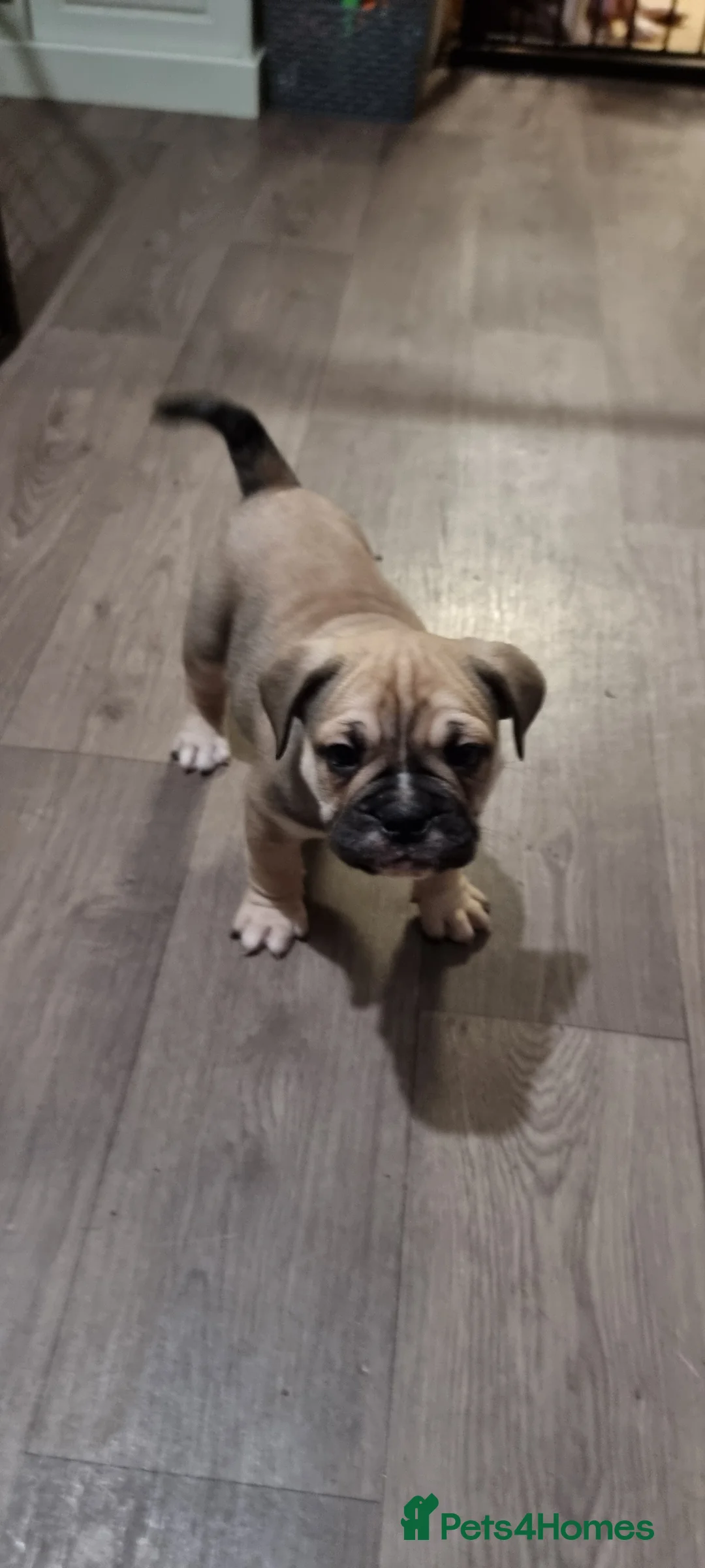 Olde English Bulldogge dogs for sale: Olde English bulldogge puppys - Advert 22