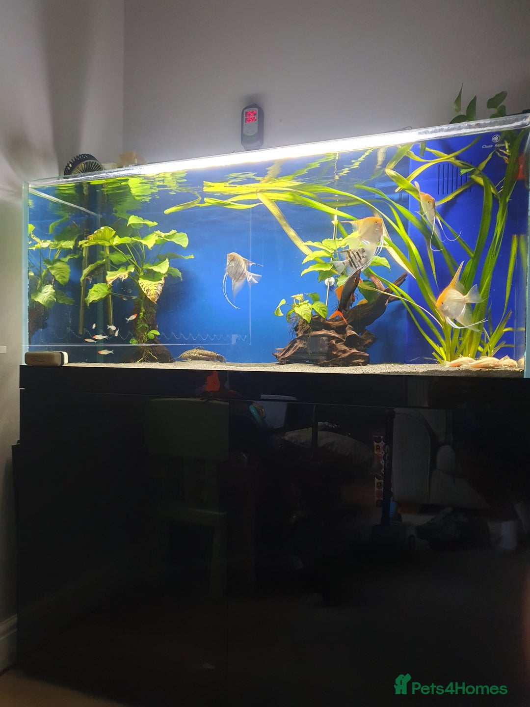 Angelfish fish for sale: Large rimless dumped tank, lots of tropical fish - Advert 1