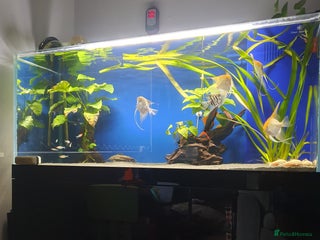 Angelfish fish Large rimless dumped tank, lots of tropical fish - Advert 1
