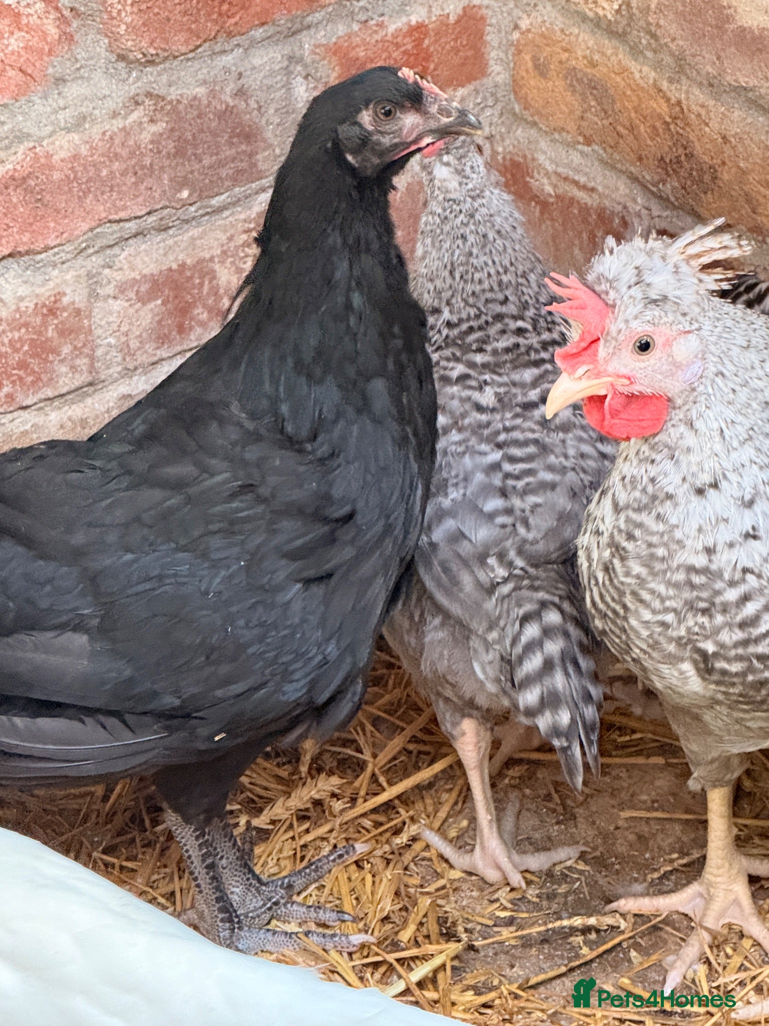 Chickens poultry crested cream leg bar cockerels  - Advert 10