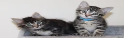 Mixed Breed cats for sale: Adorable Kittens Ready Soon - Advert 6