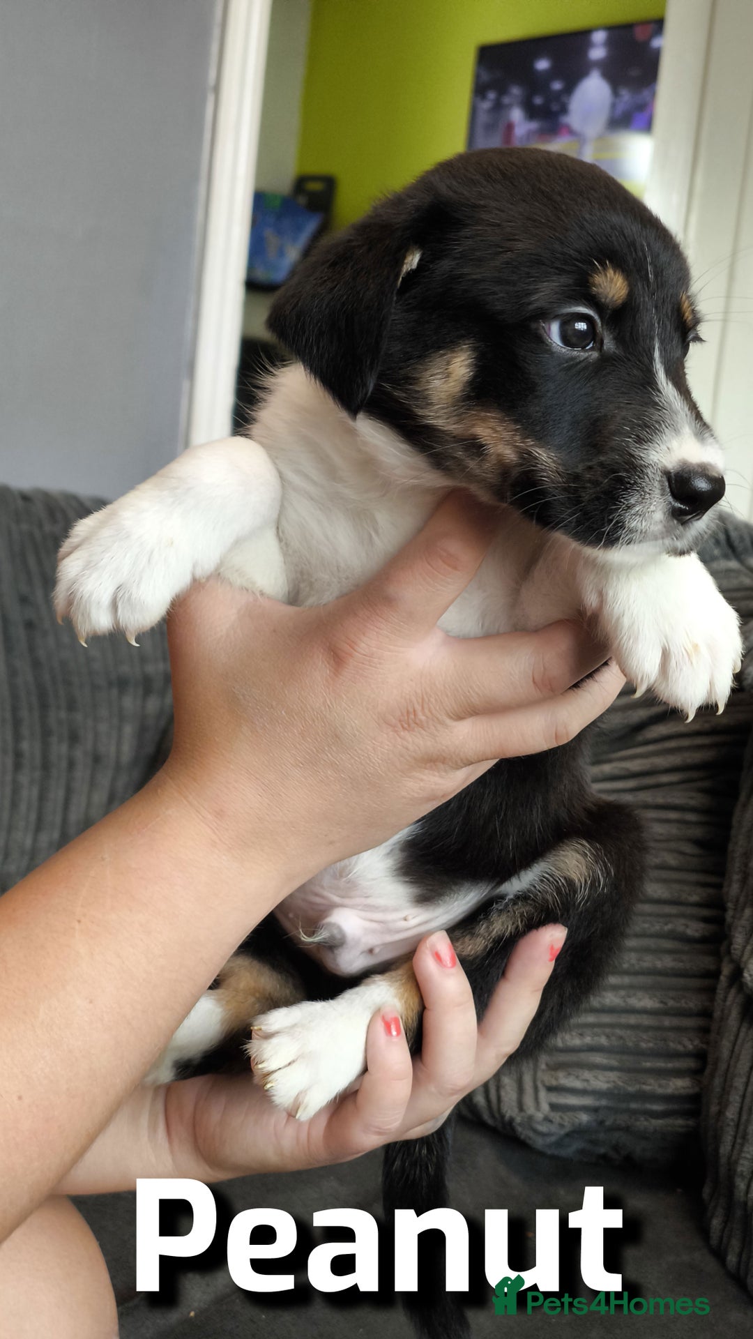 Border Collie dogs for sale: Purebred Border Collie Puppies Tri Intelligent - Image 10