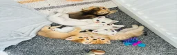 British Shorthair cats for sale: British Shorthair Kittens – Gold & Silver in Newport - Advert 1