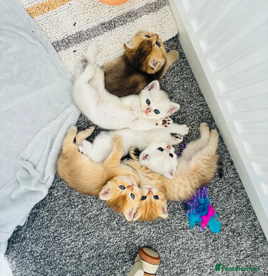 British Shorthair cats for sale: British Shorthair Kittens – Gold & Silver in Newport - Advert 1