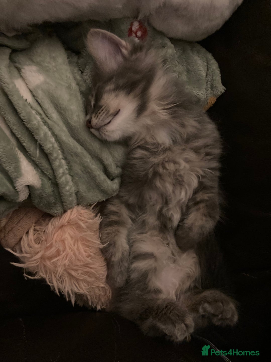 Maine Coon cats for sale: Full Maine Coon Kittens Ready Now - Advert 21