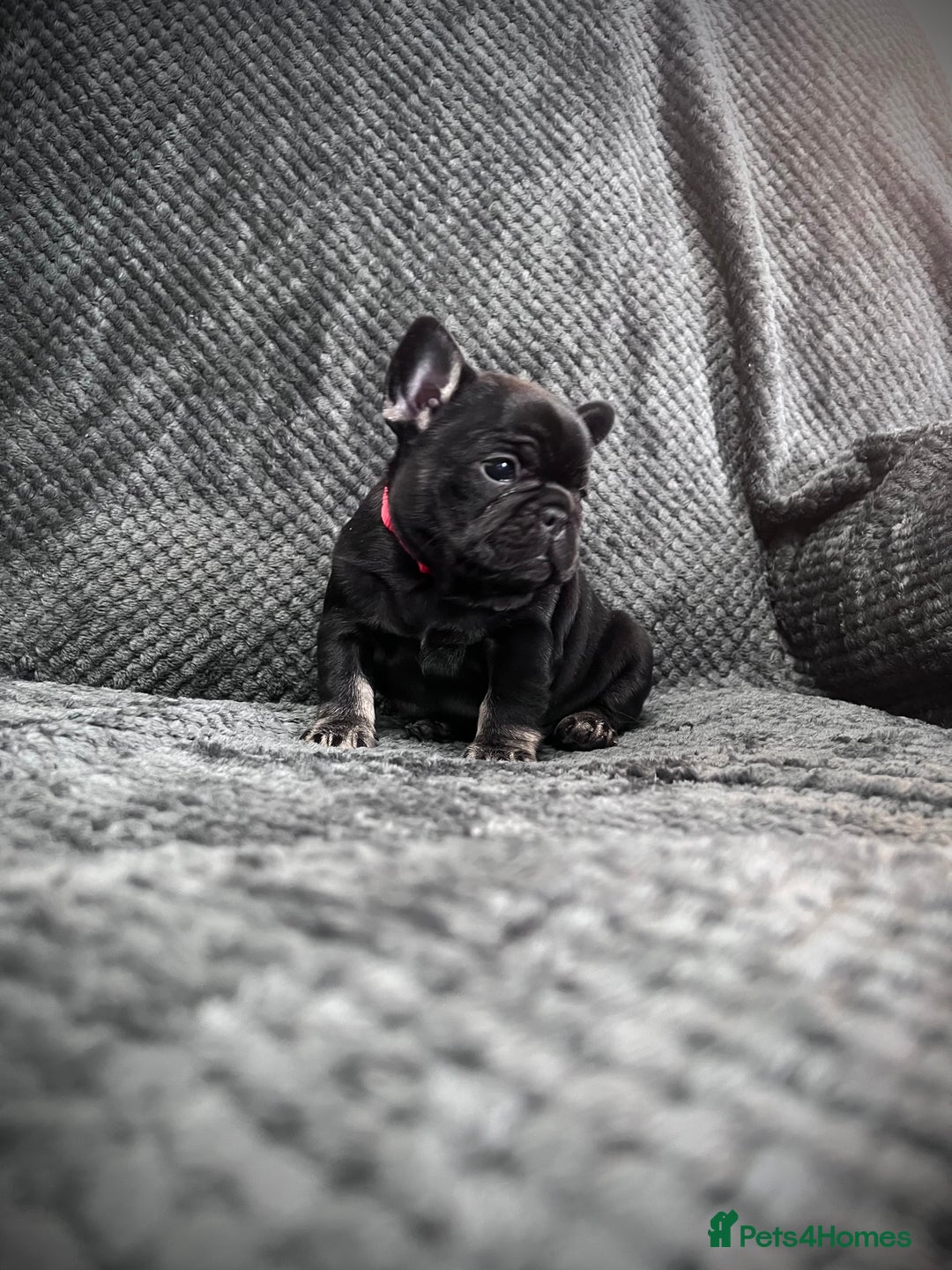 French Bulldog dogs for sale: Gorgeous Puppies ready to be reserved  - Image 5