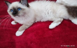 Birman cats for sale: GORGEOUS SEAL PT. FEMALE & CHOCOLATE MALE KITTENS - Image 2