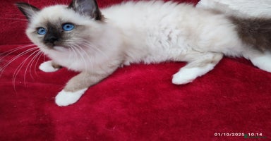 Birman cats - Advert 5