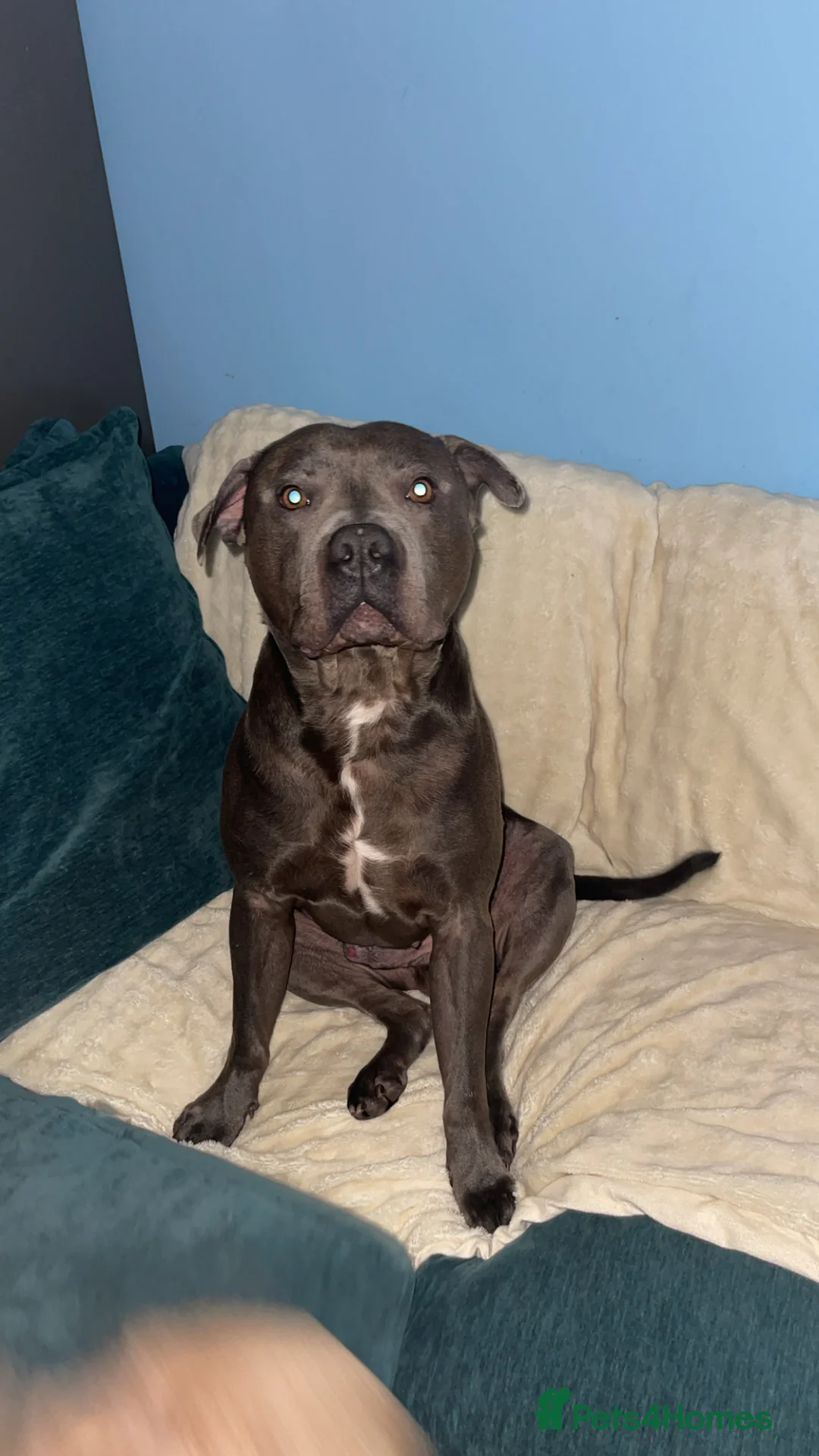 Staffordshire Bull Terrier dogs for sale: Male staff - Advert 6