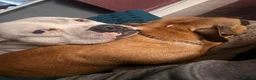 Mixed Breed dogs for stud: Ghost for Stud - Advert 4