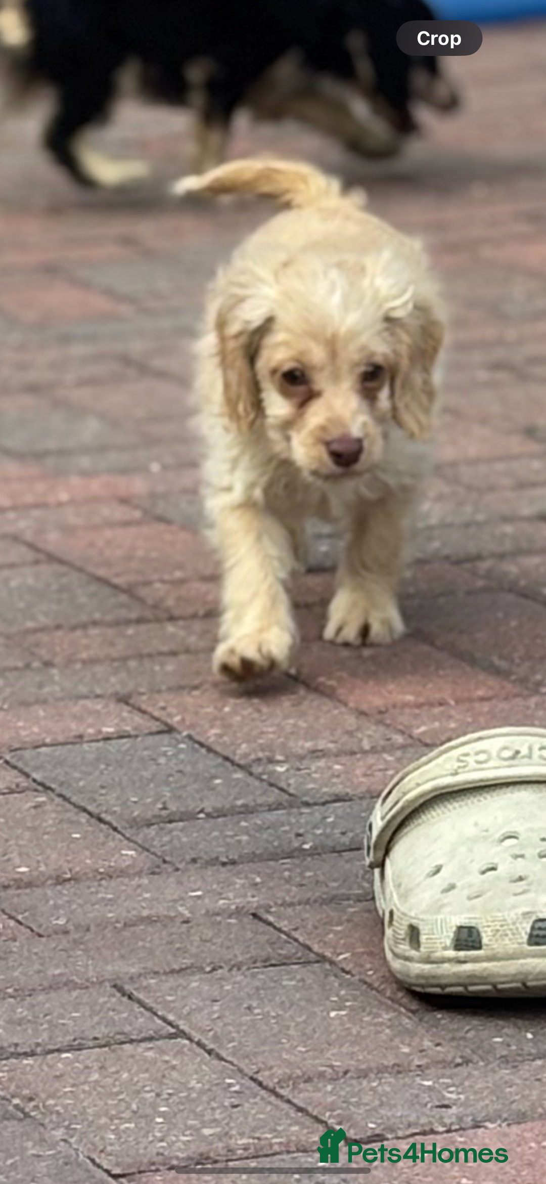 Cockapoo dogs for sale: 1male 1 female cockapoo  - Advert 1