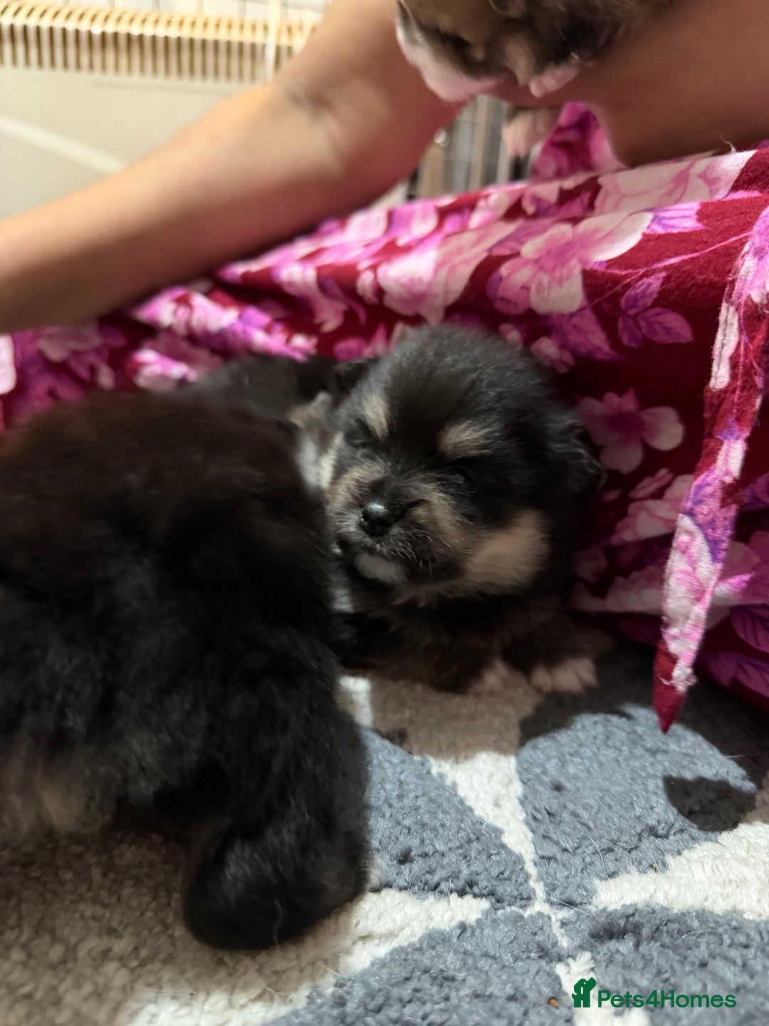 Pomeranian dogs for sale: EXTRA SMALL POMERANIAN PUPPIES  - Advert 7