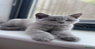 British Shorthair cats - Advert 8