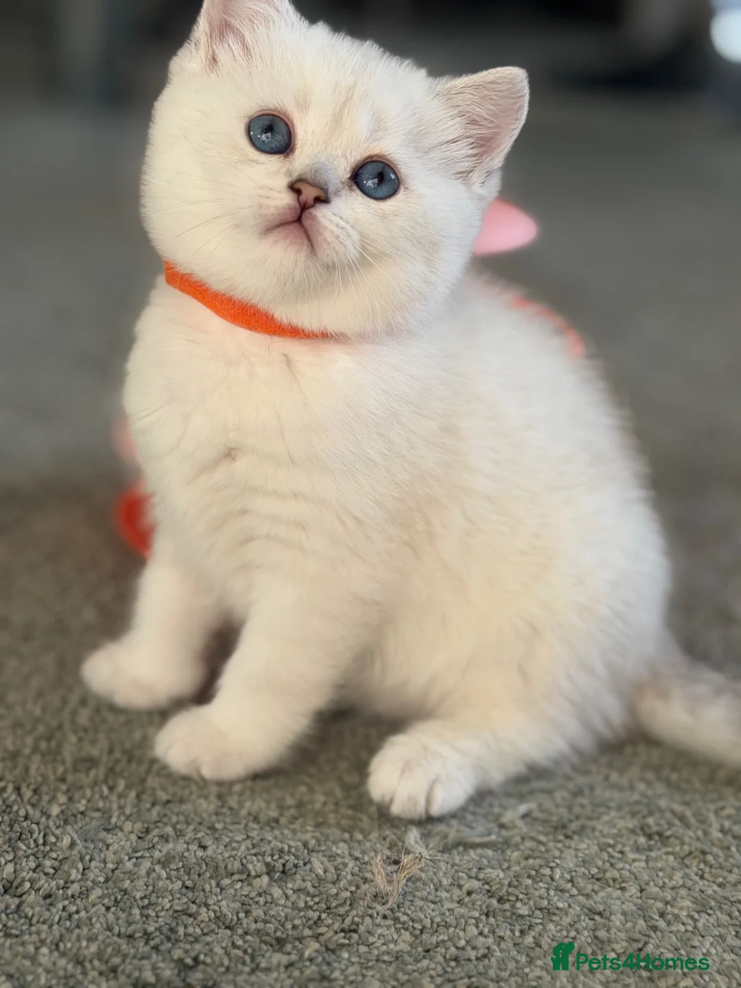 British Shorthair cats for sale: BSH golden point adorable kittens GCCF  - Advert 26