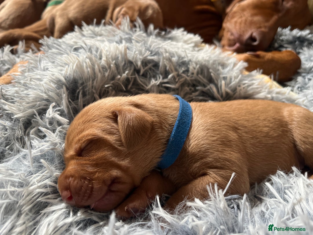 Hungarian Vizsla dogs for sale: 8 stunning Vizsla puppies  - Advert 15