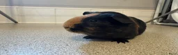 Guinea Pig rodents for sale: 4 month old lovely little sow  - Advert 6