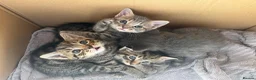 Mixed Breed cats for sale: 4 Beautiful Male Kittens Ready 15th May - Advert 26