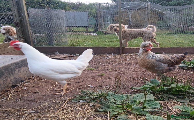 Chickens poultry - Advert 1