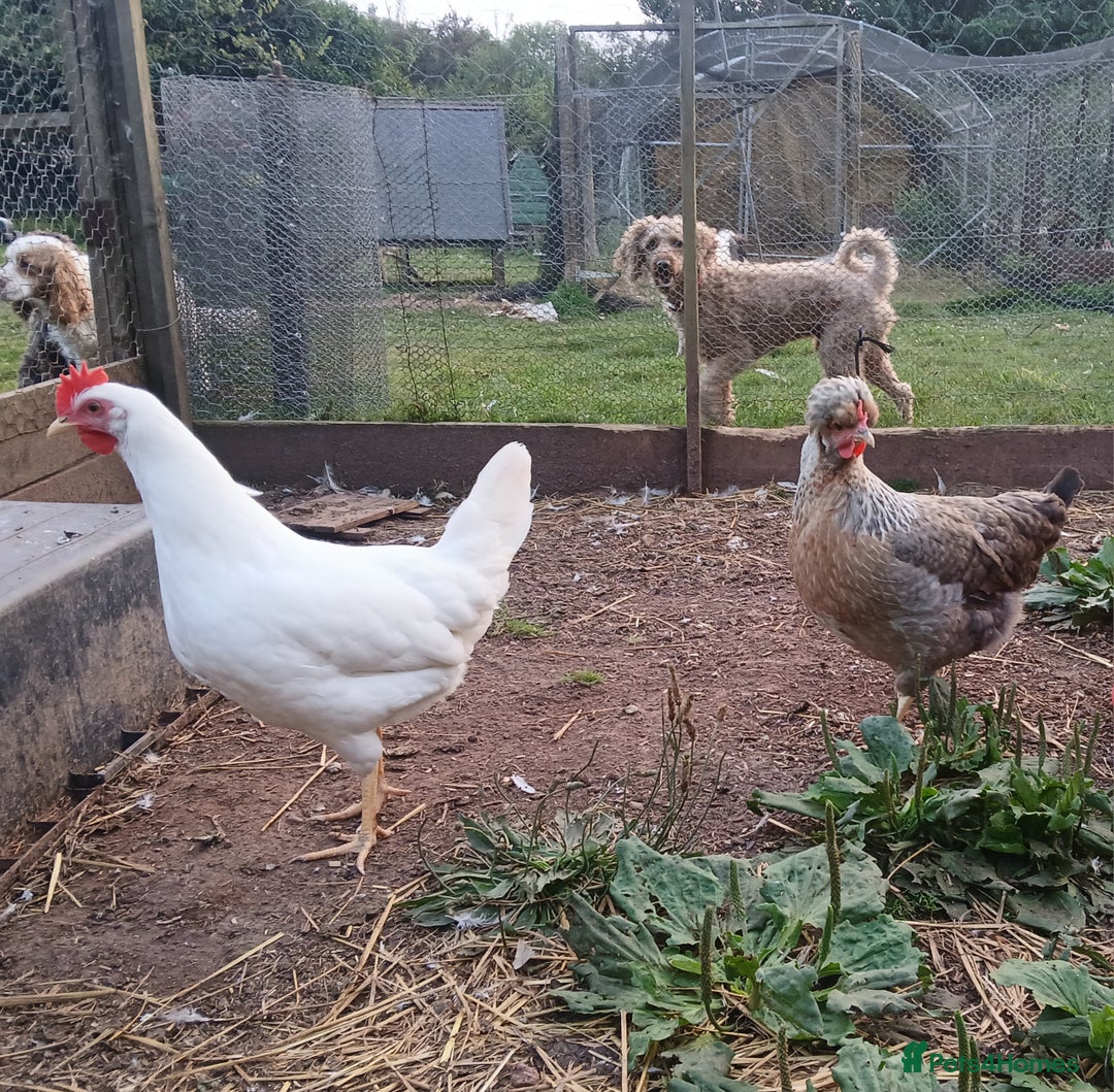 Chickens poultry for sale: Young pullets  - Image 1