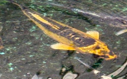 Koi Carp fish for sale: UK koi carp  - Image 39