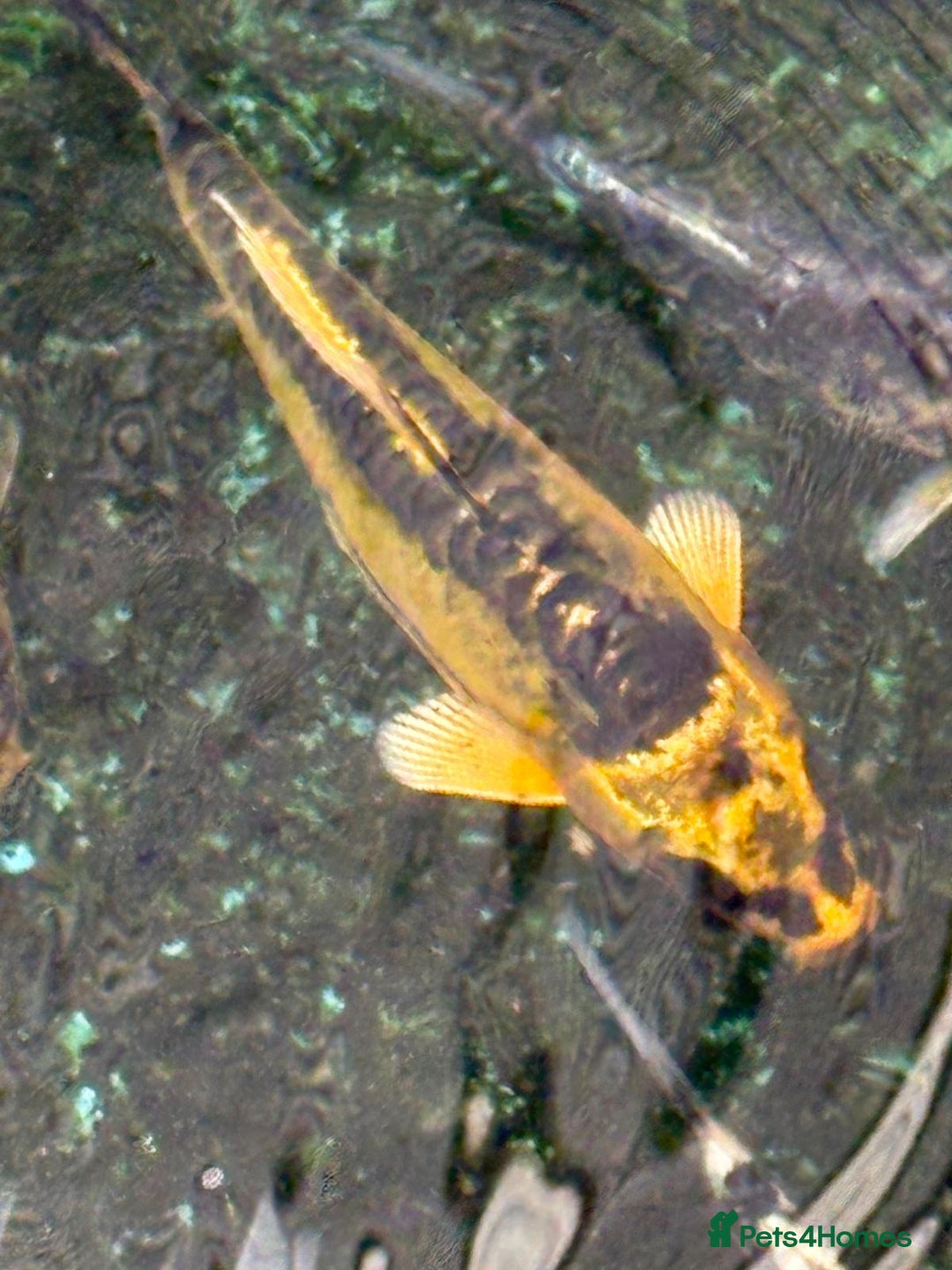 Koi Carp fish for sale: UK koi carp  - Image 39