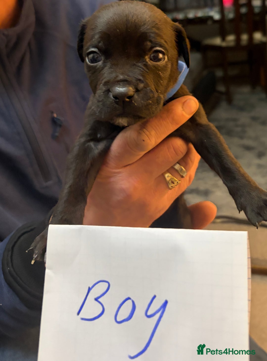 Mixed Breed dogs for sale: canecorso pups - Advert 11