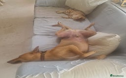 Mixed Breed dogs for adoption: Jimmy is looking for an amazing home - Image 20