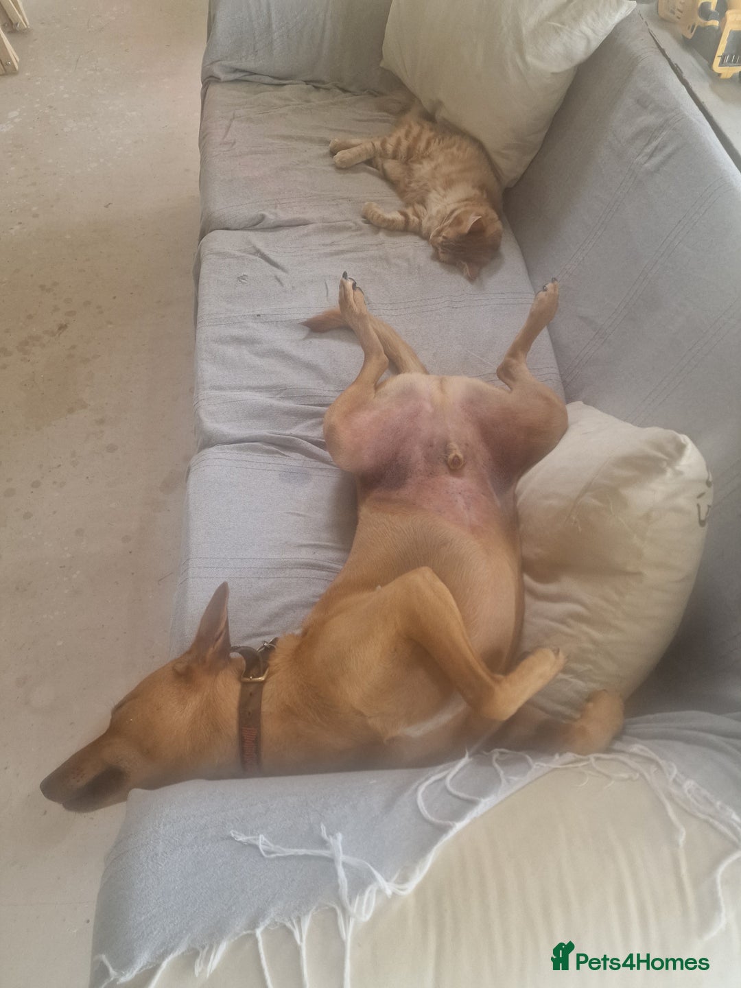 Mixed Breed dogs for adoption: Jimmy is looking for an amazing home - Image 20
